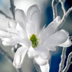 Magnolie 60cm weiß PALAZZO