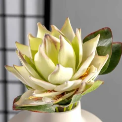 Prothea FIORE 56 cm weiß